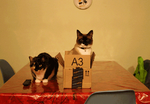 2cats1box.gif